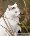 _MTJ9564-kissa-Markus_Kauppinen.jpg